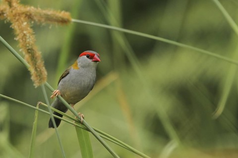 Red-browed Finch (Neochmia temporalis), Queensland, Australia