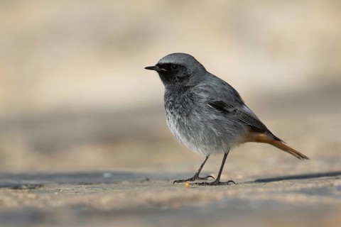 Black Redstart - Hausrotschwanz - Phoenicurus ochruros ssp. gibraltariensis, Spain, adult male