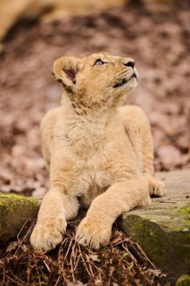 Asiatic lion (Panthera leo persica) cub lying on the ground, captive
