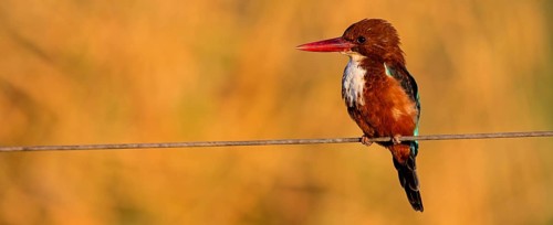 Brown kingfisher, (Halcyon smyrnensis), kingfisher, animals, birds, kingfisher family, Lahavot