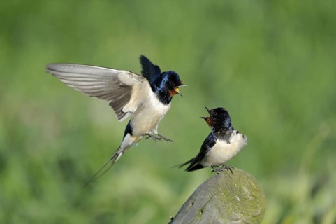 Rauchschwalbe (Hirundo rustica), Swallow, Paar, Weibchen auf Sitzwarte, Maennchen fliegt zur Kopula