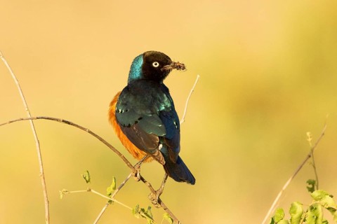 Superb Starling (Lamprotornis superbus), Samburu, Kenya