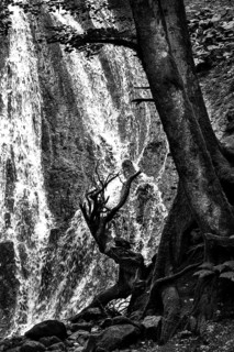 Trees at the foot of a waterfall. Auvergne volcanoes natural park. Puy-de-Dome department.