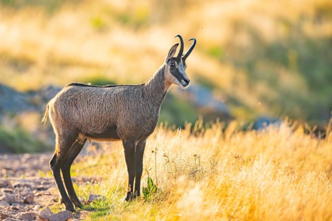 Chamois (Rupicapra rupicapra) on a meadow in the morning sun in the Vosges Mountains, wildlife,