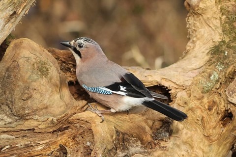 Eurasian jay (Garrulus glandarius) at winter feeding in the forest, Allgäu, Bavaria, Germany,