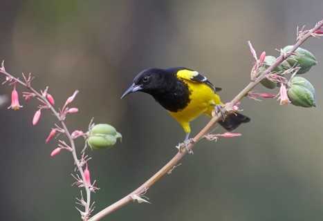 Scott's Oriole (Icterus parisorum) male perched on a branch, Arizona, USA
