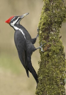 Pileated Woodpecker (Dryocopus pileatus), British Columbia, Canada