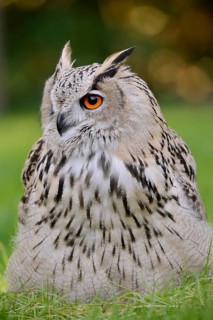 Turkmen Eagle Owl or Turkmen Eagle Owl (Bubo bubo omissus) sitting in a meadow, captive, occurrence