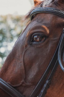 A detailed close up of a horse eye reflecting its surroundings, with focus on the intricately