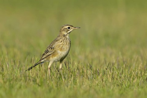 Paddyfield Pipit (Anthus rufulus), Thailand