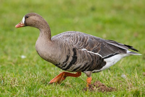 Greater White-fronted Goose (Anser albifrons), North Rhine-Westphalia, Germany