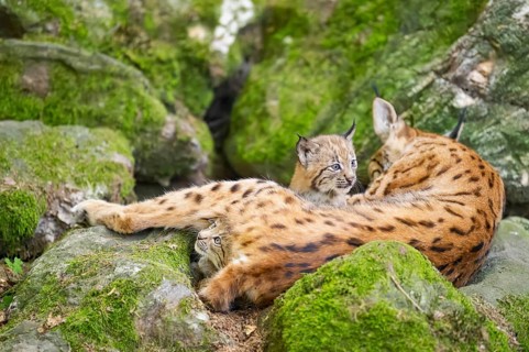 Eurasian lynx (Lynx lynx) mother with her youngsters (cubs) lying on a rock in a forest, Bavaria,