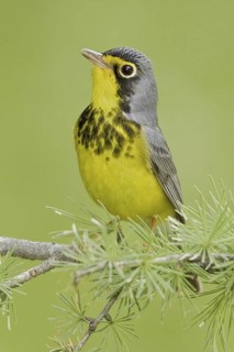 Canada Warbler (Cardellina canadensis), Ontario, Canada