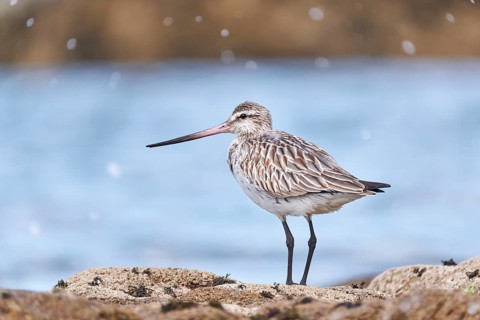Bar-tailed Godwit (Limosa lapponica), Asturias, Spain