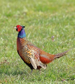 Pheasant, hunting pheasant (Phasianus colchicus), adult male bird in a meadow, wildlife, Lembruch,