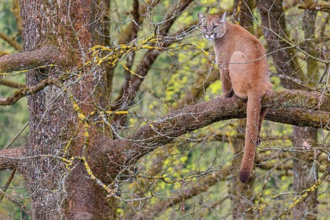 A female puma (Puma concolor) rests high up in an oak tree on a cloudy day, keeping watch over her