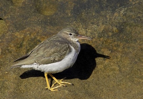 Spotted Sandpiper (Actitis macularius), California, USA