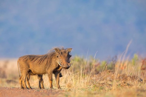 Warthog, (Phacochoerus africanus), animals, mammals, biotope, habitat, Africa, Addo Elephant
