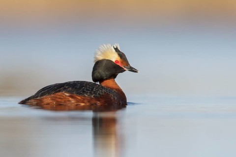Horned Grebe (Podiceps auritus) in a pond in the tundra near Churchill, Manitoba, Canada
