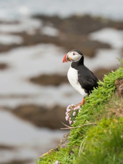 Atlantic Puffin (Fratercula arctica), Látrabjarg, Iceland