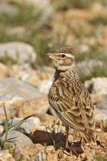 Bimaculated Lark (Melanocorypha bimaculata), Nigde, Turkey
