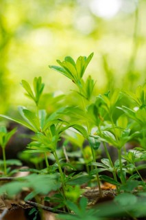Close-up of fresh, green plants with dewdrops in spring, forest pasture project, compensation