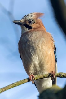 Eurasian jay (Garrulus glandarius), animal portrait, wildlife, Germany