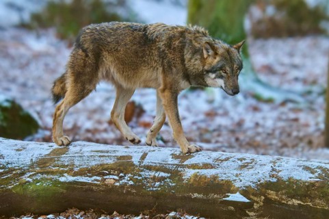 A wolf carefully strides over a snow-covered tree trunk in the forest, winter, wolf (Canis lupus),