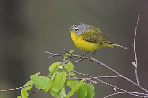 Nashville Warbler, male