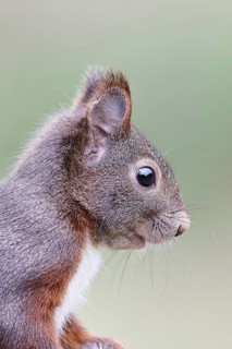 Eurasian red squirrel (Sciurus vulgaris) adult animal, animal portrait, head portrait, mammal,