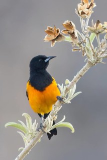 Perched Black-vented Oriole (Icterus wagleri) on a cactus in Oaxaca, Mexico