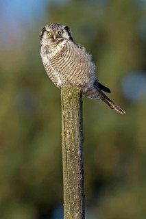 Northern Hawk-Owl (Surnia ulula), Saxony, Germany
