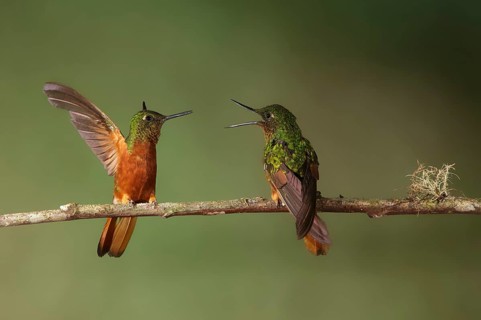 Chestnut-breasted Coronet (Boissonneaua matthewsii) perched on a branch, Napo, Ecuador