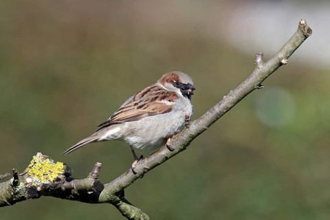 House sparrow (Passer domesticus), male, twig, close-up, The songbird has a nut in its beak
