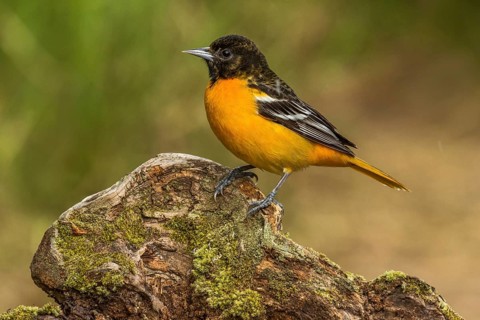 Baltimore Oriole (Icterus galbula) male perched on a stone, Texas, USA