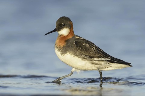 Red-necked Phalarope (Phalaropus lobatus) female, Alaska, USA