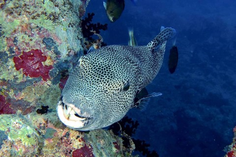 Giant pufferfish (Arothron stellatus)