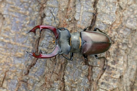 Stag beetle, (Lucanus cervus), insects, animals Neuhofen, garden, Rhineland-Palatinate, Germany