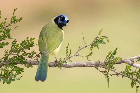 Green Jay (Cyanocorax luxuosus) perched on a branch, Texas, USA