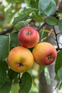 Columnar apple (Malus domestica COXCOLUMNAR®),  Germany