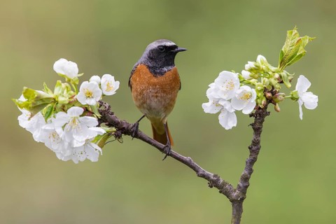 Common Redstart (Phoenicurus phoenicurus) male perched on a flowering twig, Poland