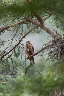 Red Kite (Milvus milvus) juvenile perched in a tree at nest, Hesse, Germany
