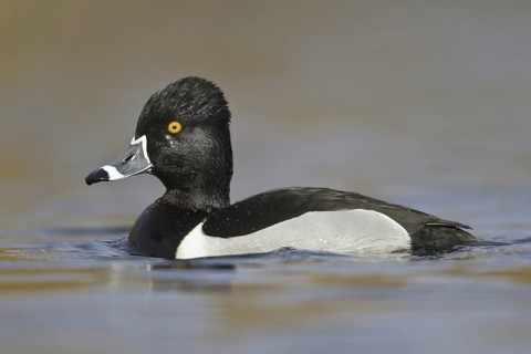 Ring-necked Duck (Aythya collaris) male, British Columbia, Canada