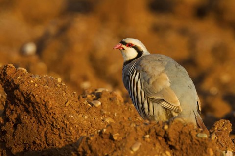Chukar Partridge (Alectoris chukar), Cyprus