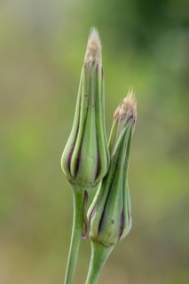 Meadow salsify (Tragopogon pratensis), Mecklenburg-Western Pomerania, Germany