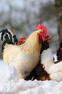 White cockerel with red comb standing with chickens in the snow, domestic fowl (Gallus gallus