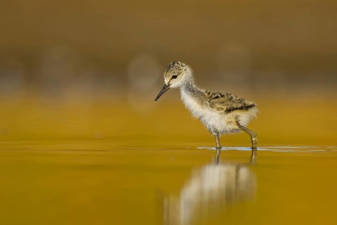 Black-winged Stilt (Himantopus himantopus) chick foraging, North Rhine-Westphalia, Germany