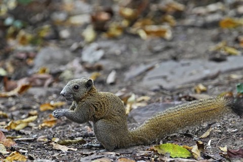 Graubauchhörnchen (Callosciurus caniceps) im Regenwald am Waldboden fressend, Kaeng Krachan