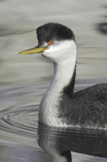 Western Grebe (Aechmophorus occidentalis), British Columbia, Canada