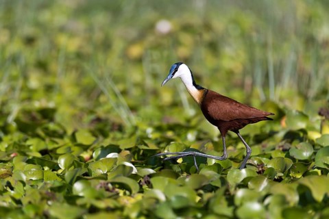 Blue-fronted Plover, (Actophilornis africanus), Lake Naivasha, Kenya, plover family, biotope,